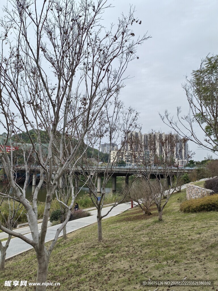 冬日城郊萧瑟树木景观