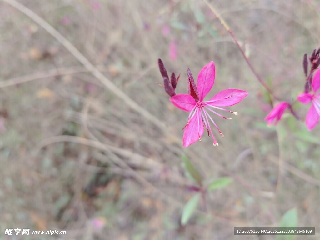 野外娇艳的粉色小花