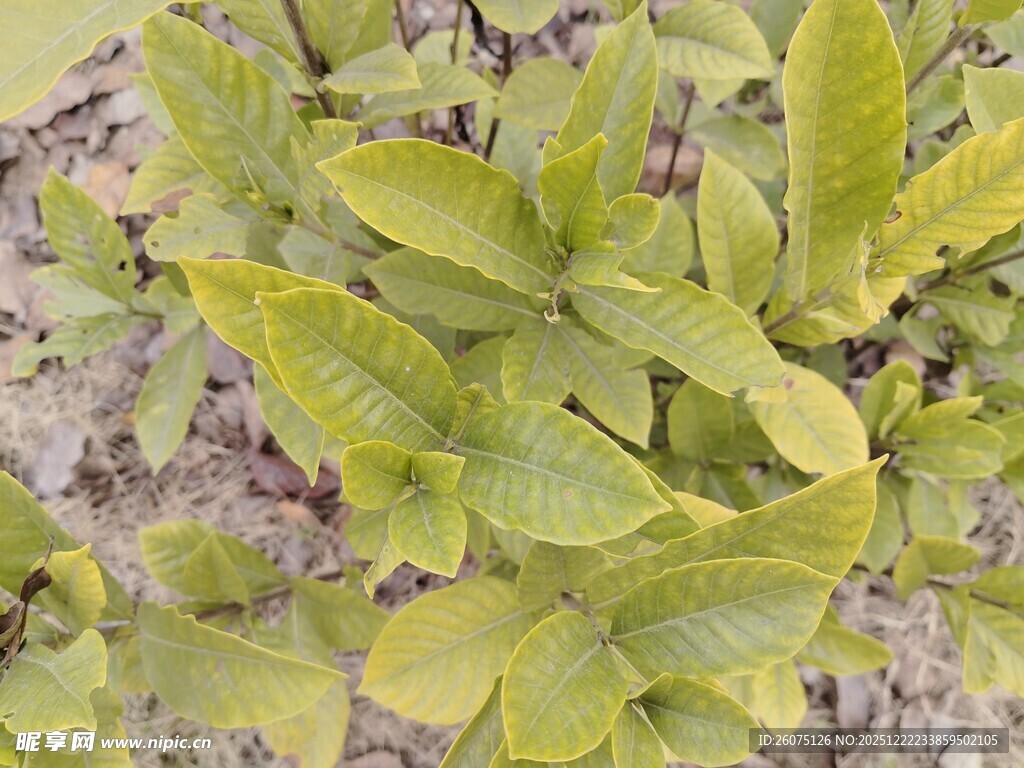 嫩绿叶片与紫色背景植物