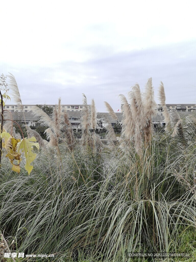 户外摇曳的大片蒲苇景观