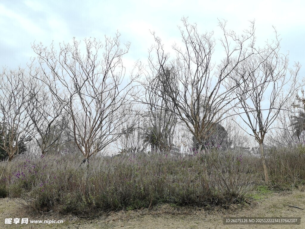 冬日枯树林景观