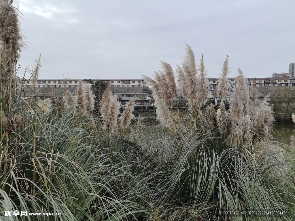 户外蒲苇景观