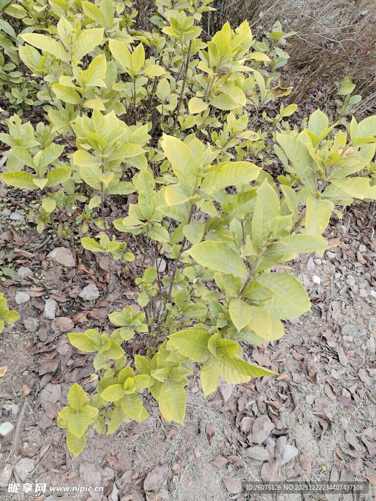黄绿叶片的植物特写