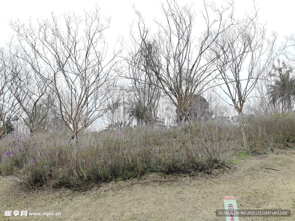 冬日枯树林景观