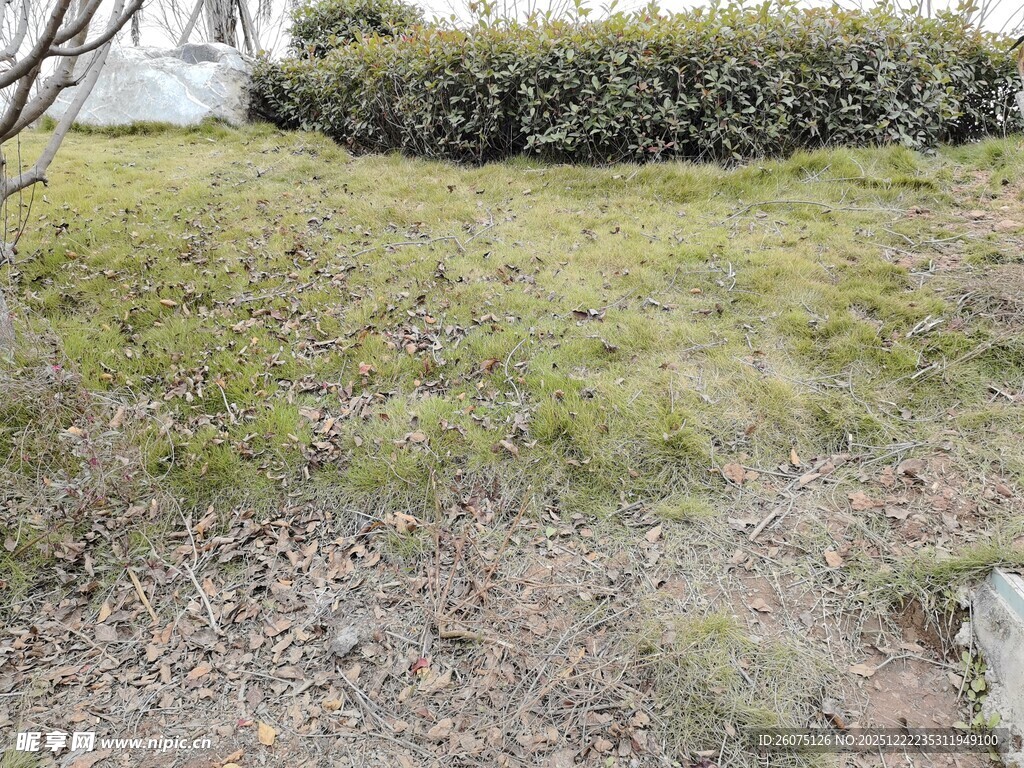 户外草地与灌木景观