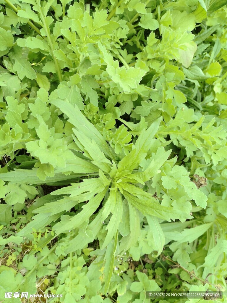 嫩绿蓬勃的绿叶植物