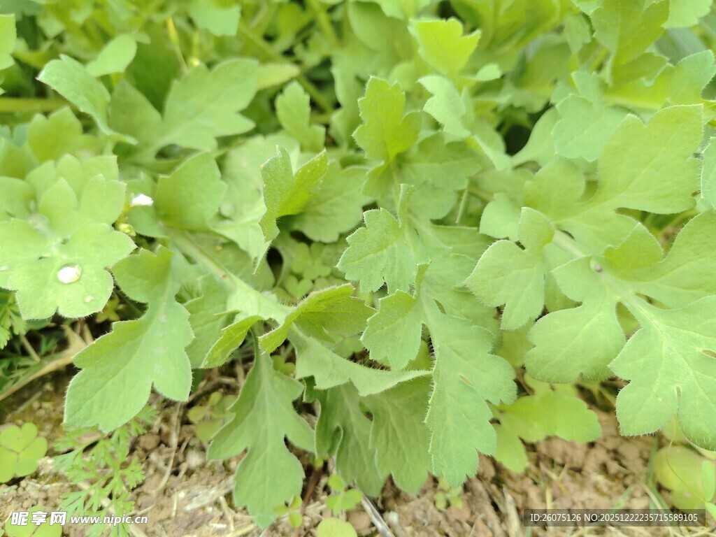 嫩绿蓬勃的田间蔬菜植株