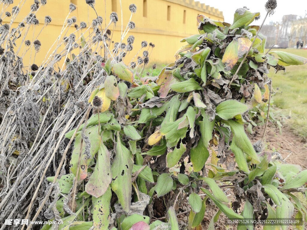 带刺植物与黄色建筑景观