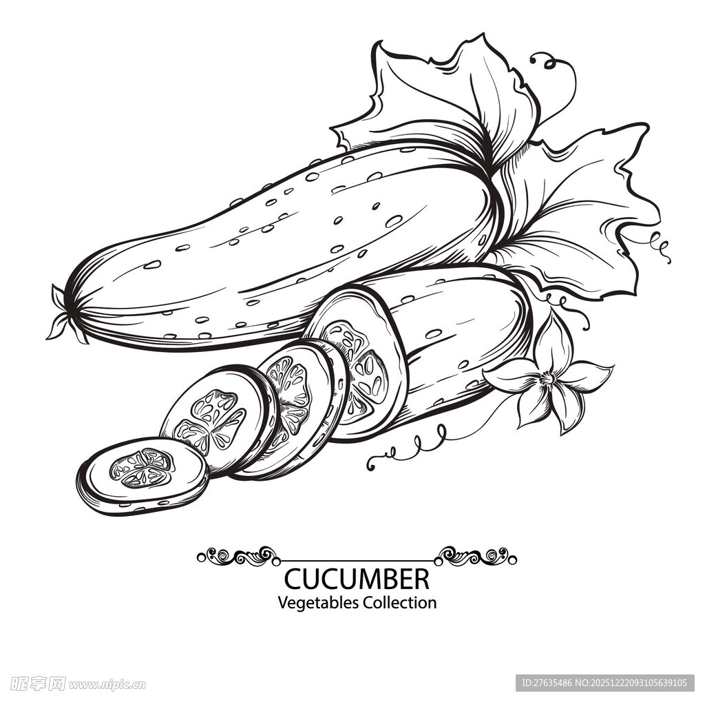 手绘黄瓜插画