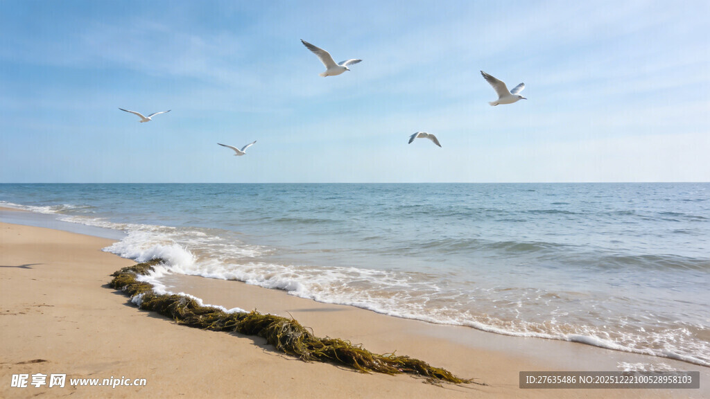 海边沙滩飞鸟的美丽景致