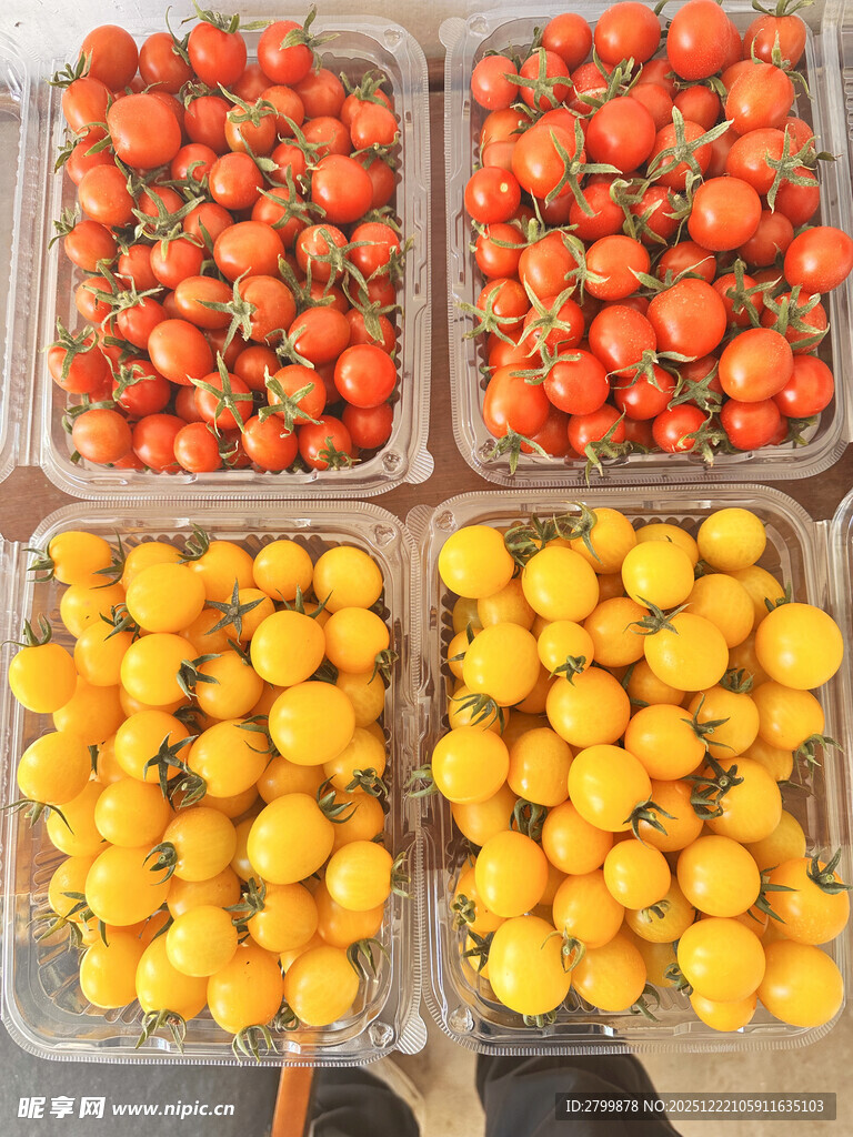 多彩番茄整齐摆放