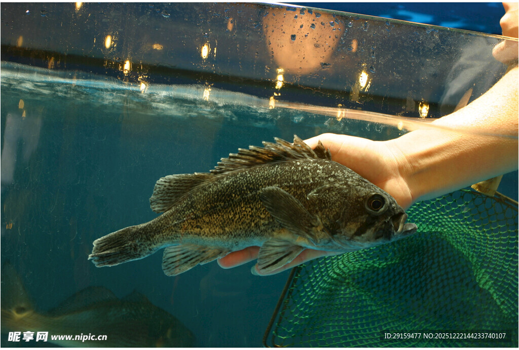 手托奇异深海鱼