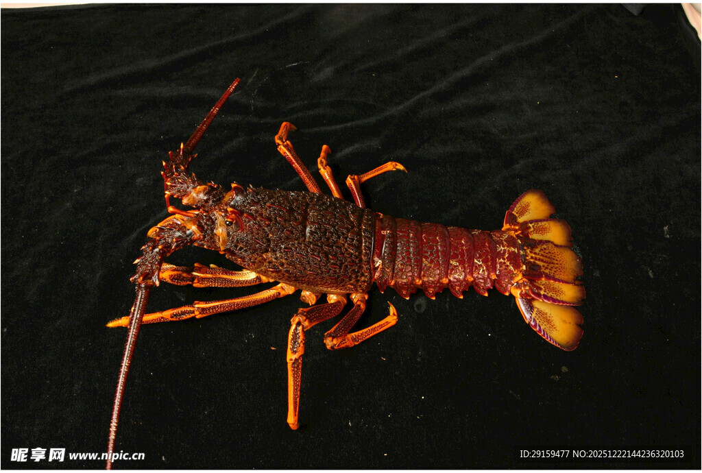 鲜活大龙虾特写