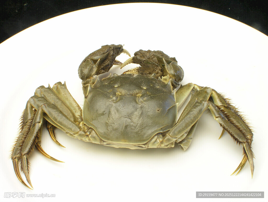 一只鲜活的螃蟹