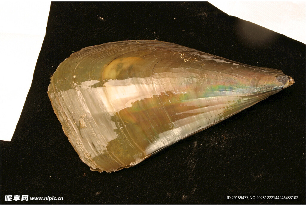 独特贝壳标本展示