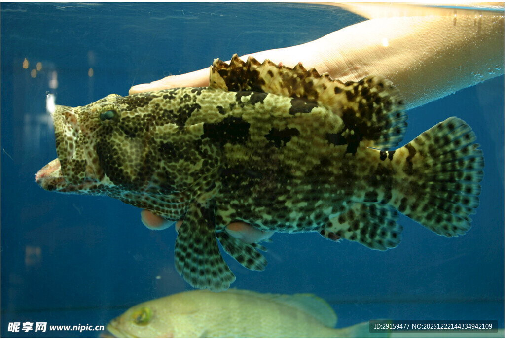 手旁的海洋怪鱼