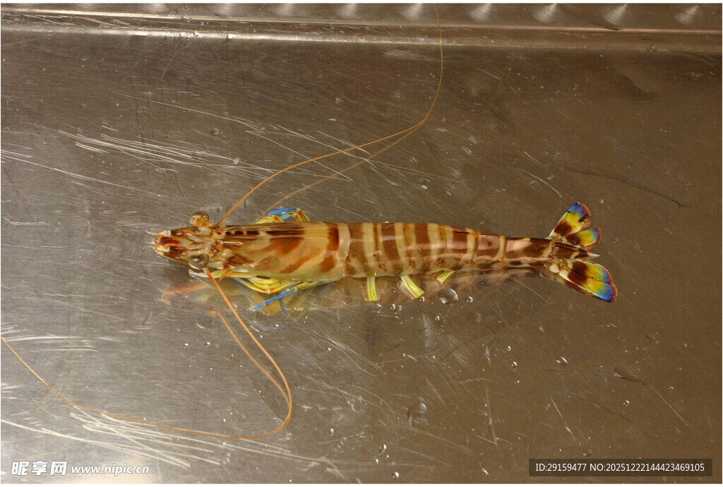 多彩条纹虾特写