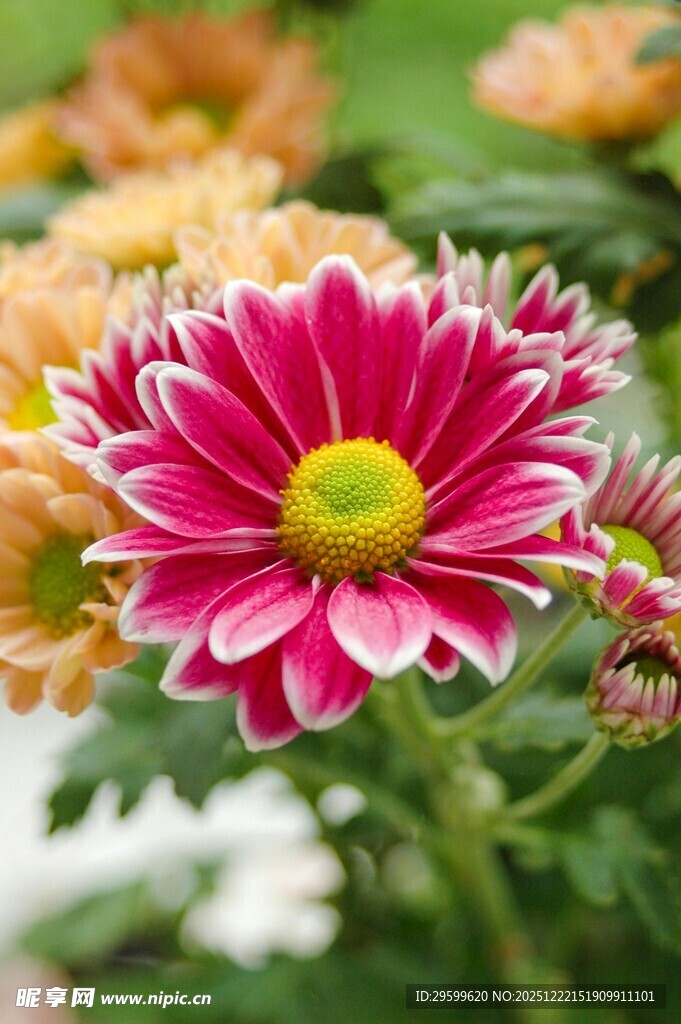 娇艳多彩菊花绽放