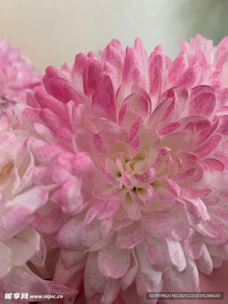 娇艳粉色菊花特写