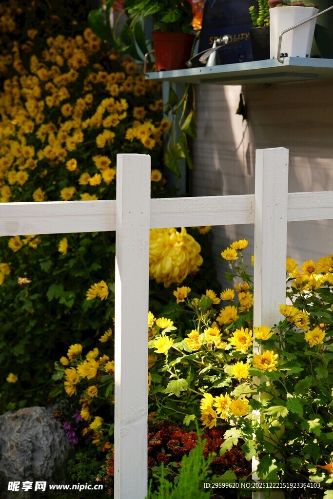 白色栅栏旁的缤纷花卉