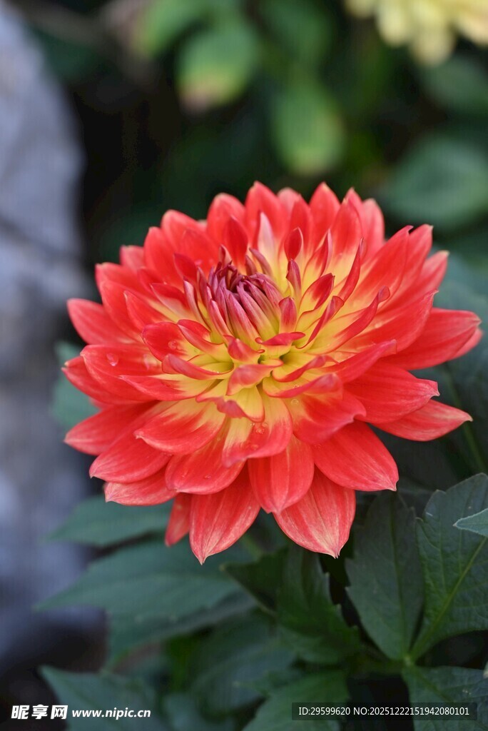 艳丽大丽花绽放