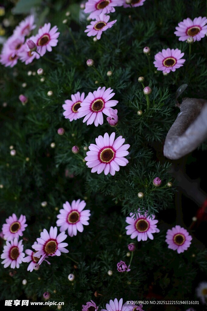 粉色雏菊绽放于绿叶间