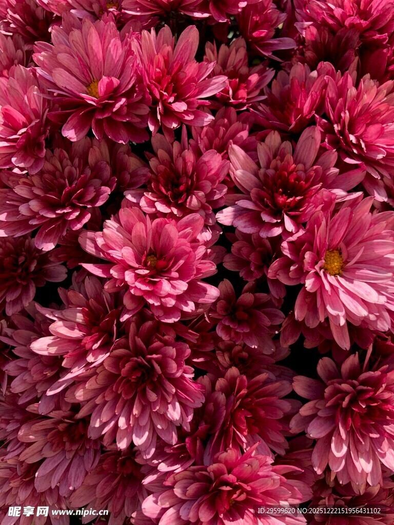 艳丽盛放的紫红色菊花