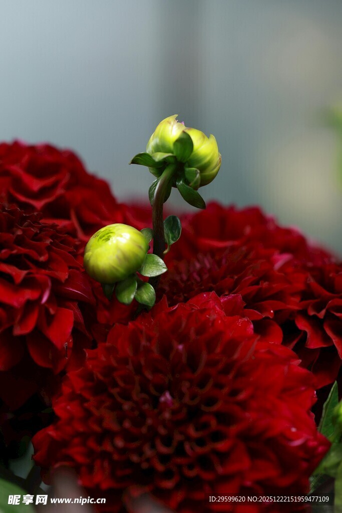 艳丽大丽花与嫩绿花苞