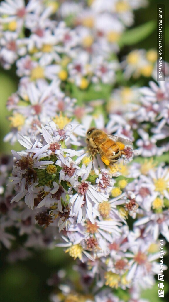 花间彩蝶停驻美丽花卉