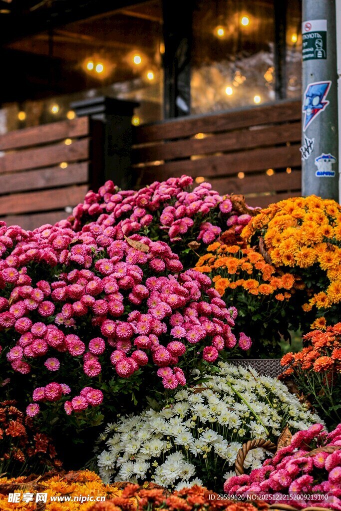 多彩花卉装点户外景致