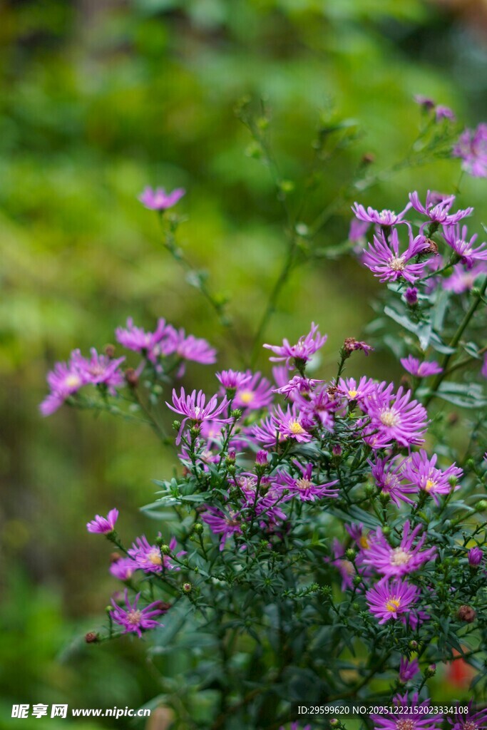 紫色小花绽放于绿意间