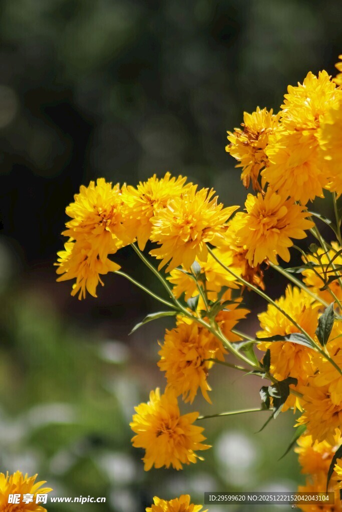 金黄灿烂的花卉绽放