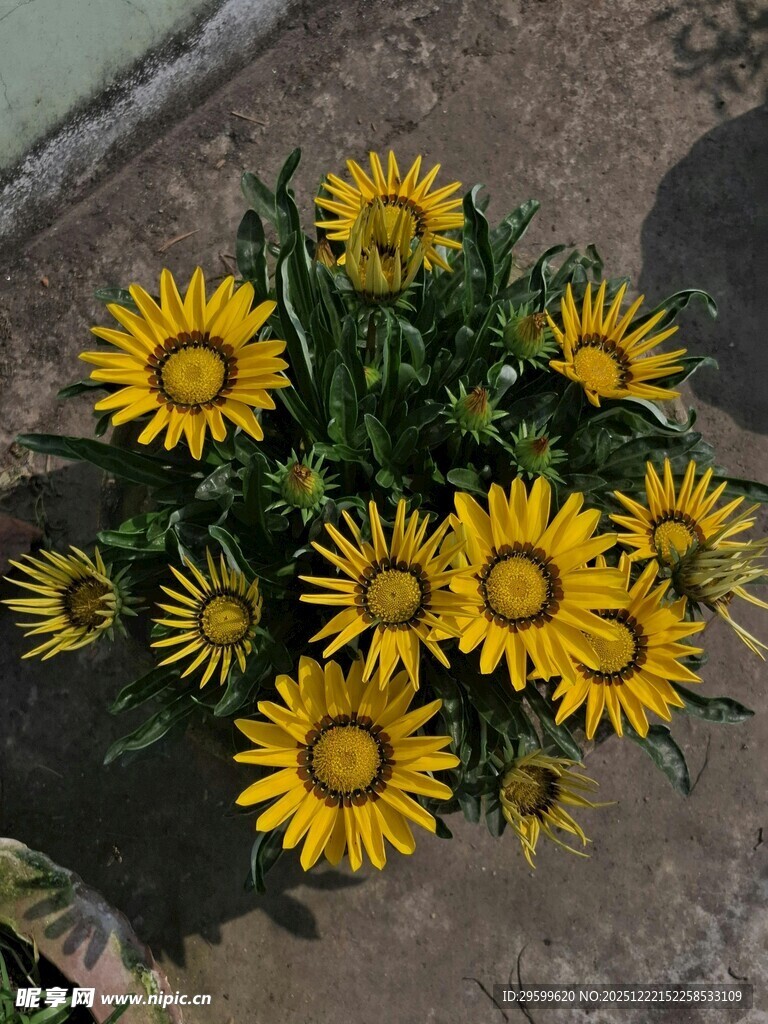 盛放的黄色小太阳花