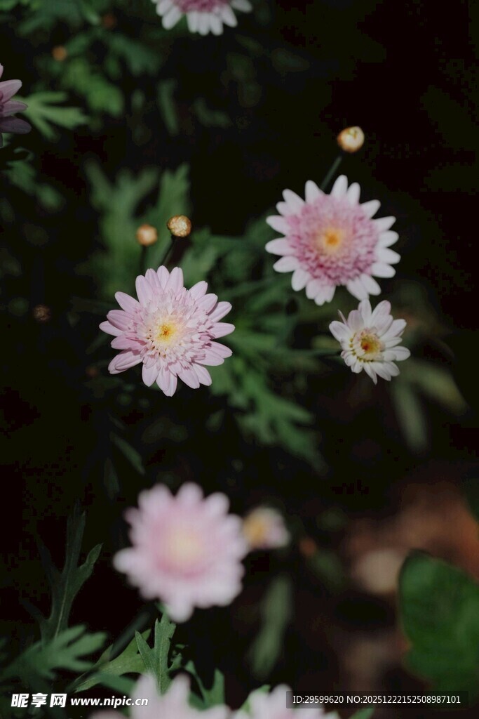 粉色雏菊绽放于绿叶间