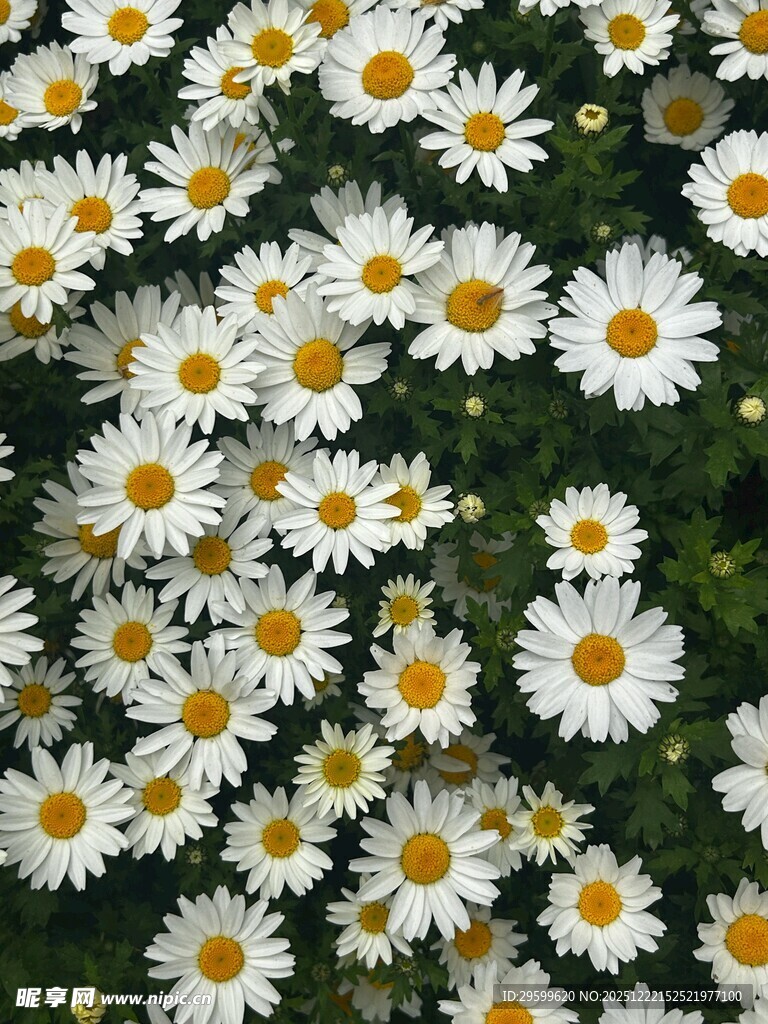 小雏菊绽放的美丽瞬间