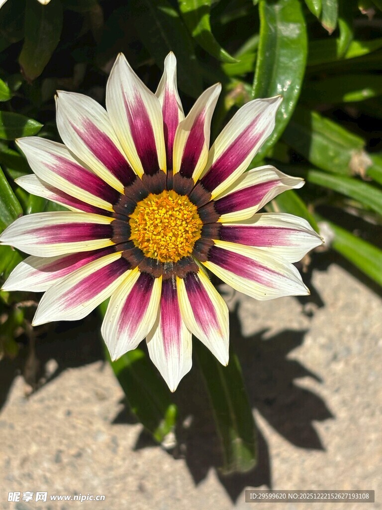 多彩勋章菊绽放