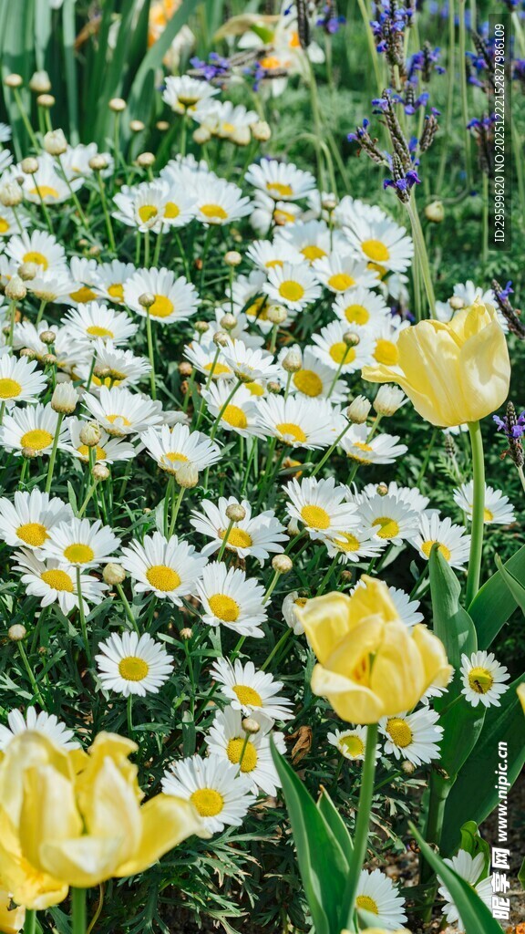 春日雏菊与郁金香绽放