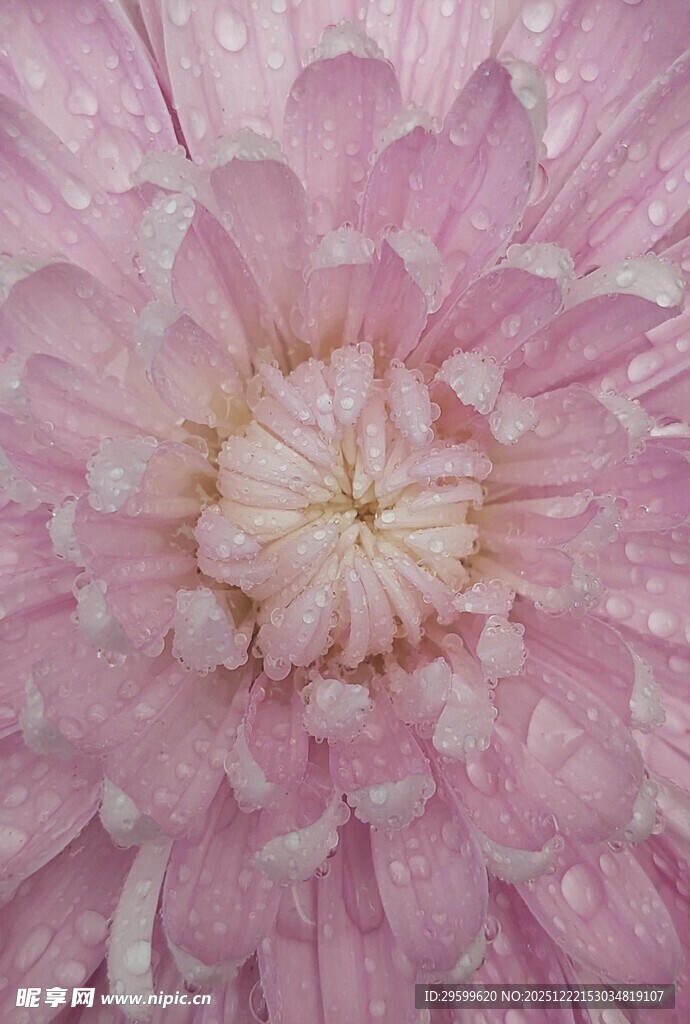 粉色娇艳花朵特写