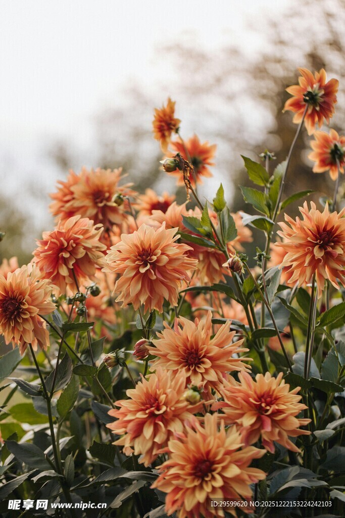 秋日盛放的艳丽橙色菊花