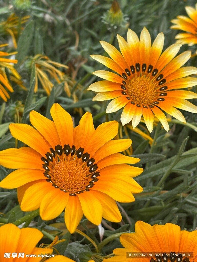 灿烂绽放的金黄勋章菊