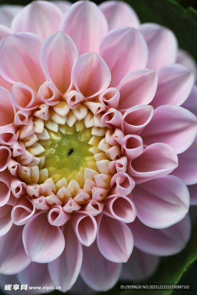 粉色大丽花特写