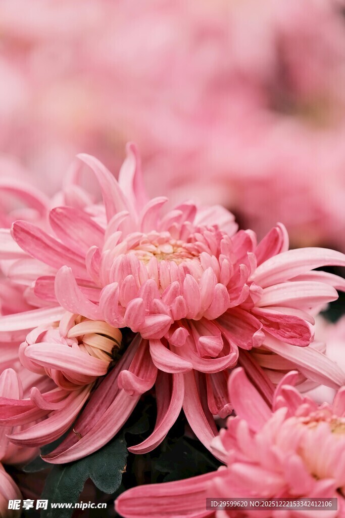 娇艳粉色菊花特写