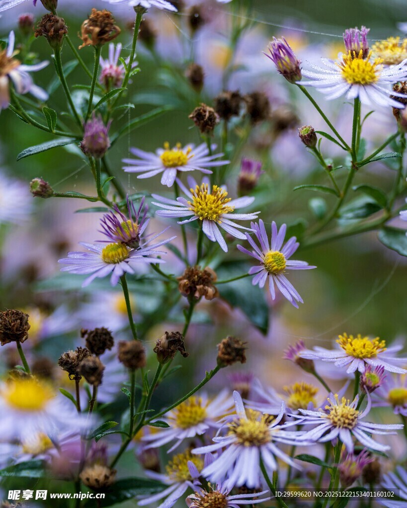 烂漫紫白小花绽放
