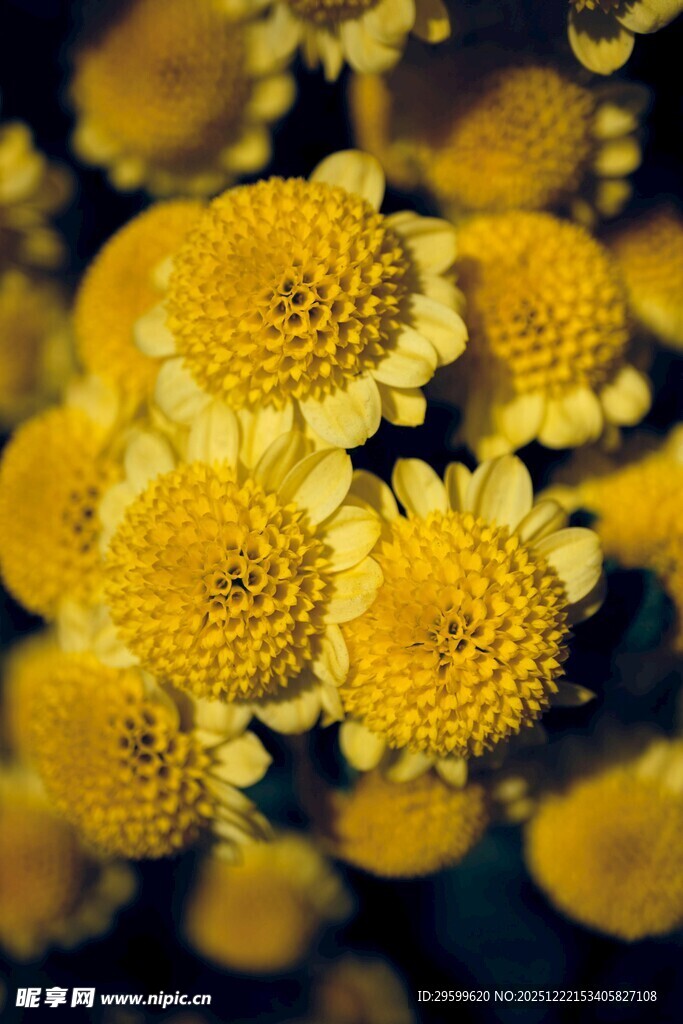 金黄小菊花特写