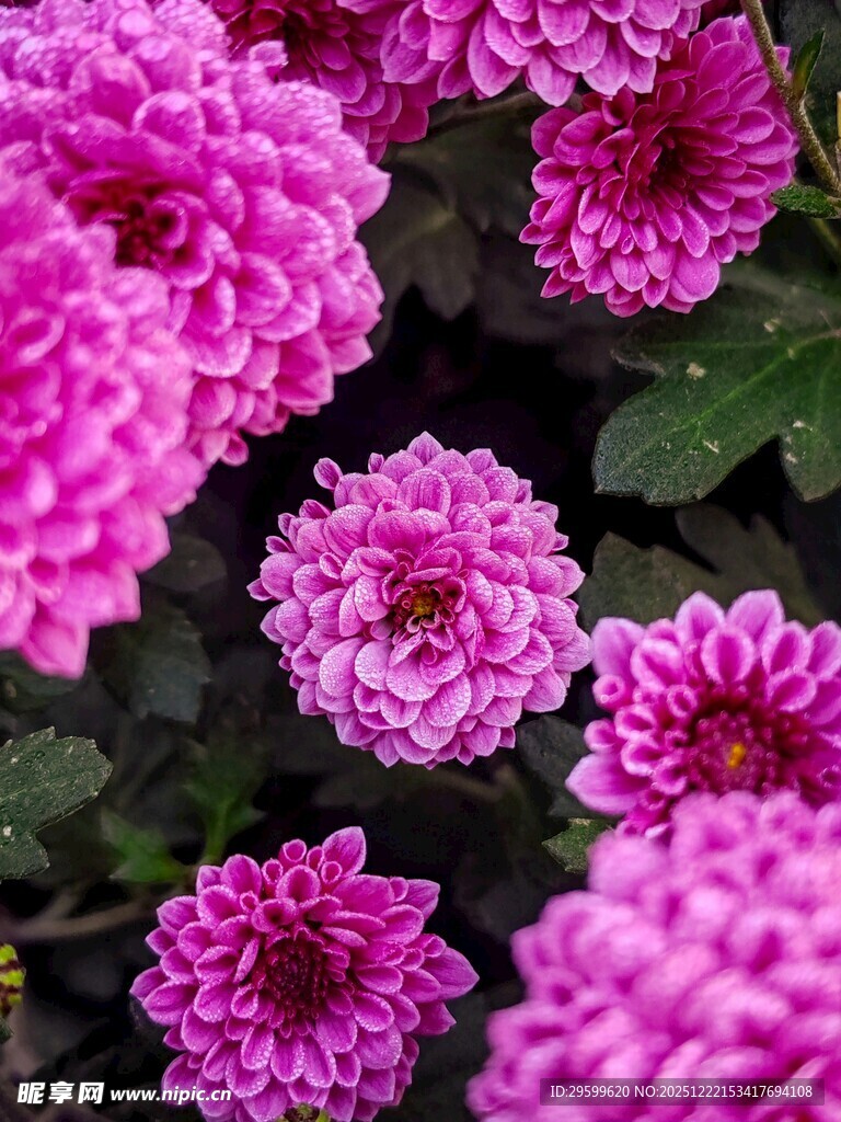 娇艳粉色菊花绽放