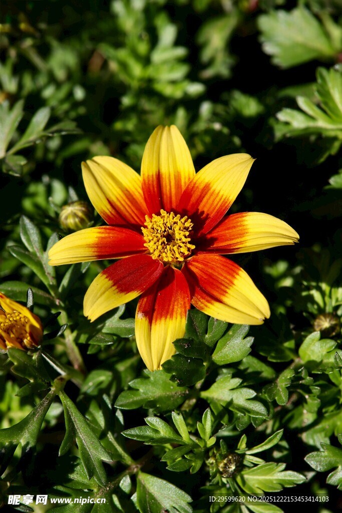 艳丽双色大丽花绽放