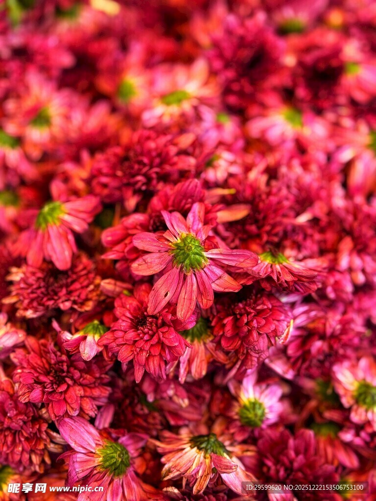 艳丽红色花卉特写