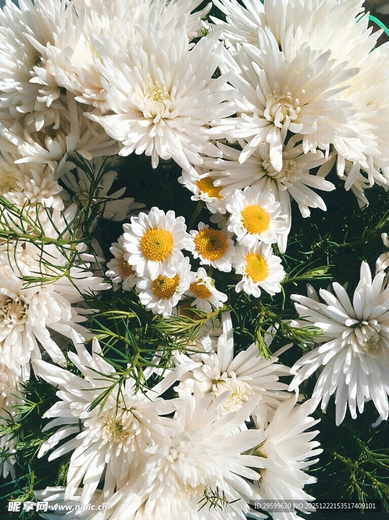 白色雏菊绽放的美丽瞬间