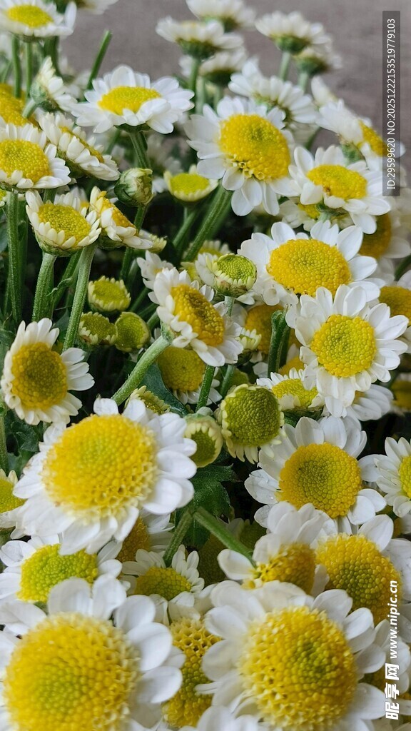 清新小白菊绽放