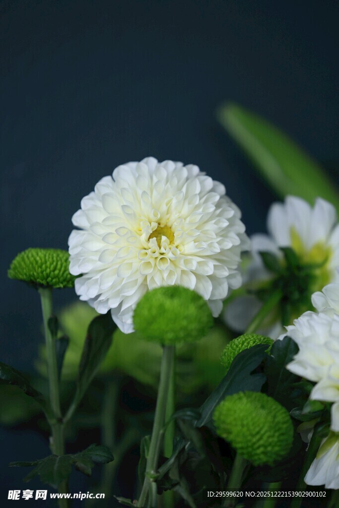 白色小菊花特写